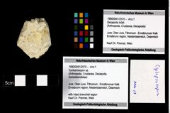 Foto (Objekt + Etikett) von Cycloprosopon sp.  (NHMW-GEO-1990-0041-2570)